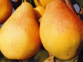 Саженцы яблонь от питомника "Агродиво" - фото № 8