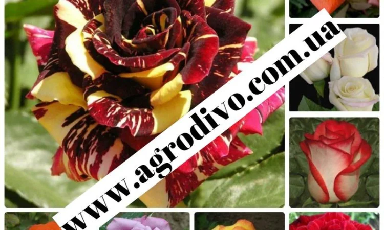 Саженцы новых и старых сортов от производителя в питомнике "АГРОДИВО" - фото № 4