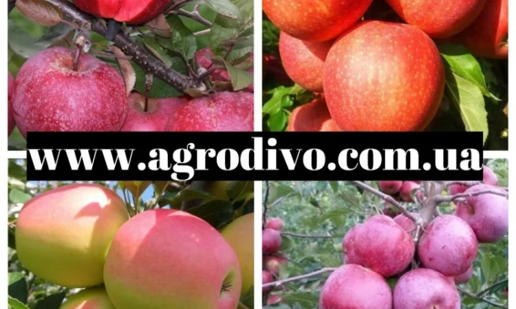 Саженцы новых и старых сортов от производителя в питомнике "АГРОДИВО" - фото № 5