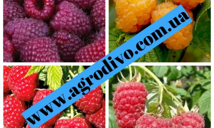 Саженцы новых и старых сортов от производителя в питомнике "АГРОДИВО" - фото № 7