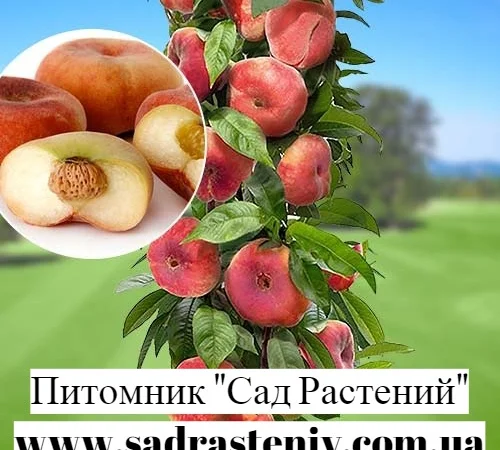 Колоновидные и среднерослые саженцы разных сортов, а также розы и кустарники - фото № 7