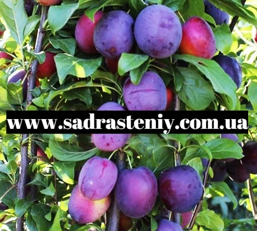 Большой ассортимент саженцев плодовых деревьев, кустарников роз в питомнике "Сад растений" - фото № 1