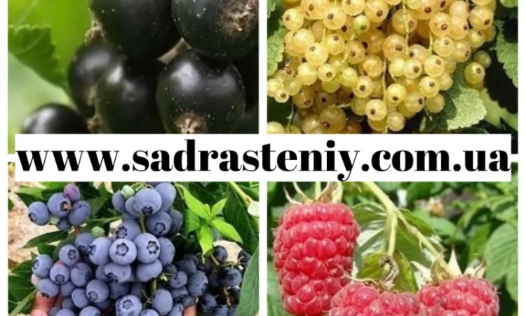 Большой ассортимент саженцев плодовых деревьев, кустарников роз в питомнике "Сад растений" - фото № 3