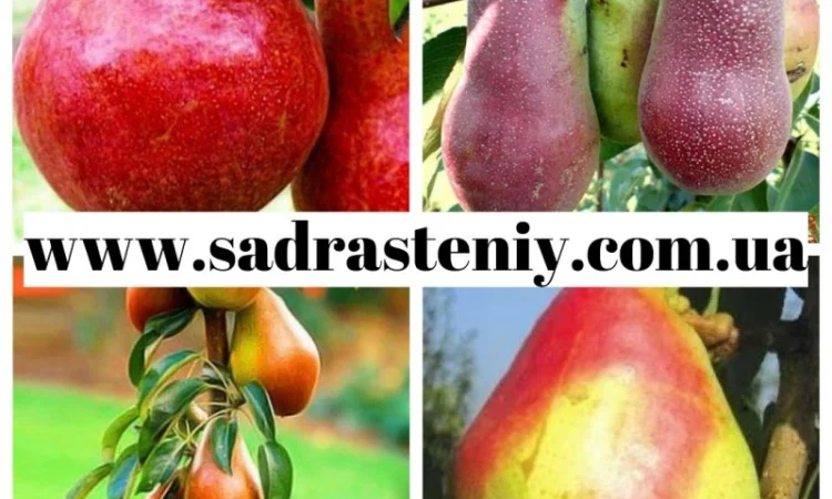 Большой ассортимент саженцев плодовых деревьев, кустарников роз в питомнике "Сад растений" - фото № 5