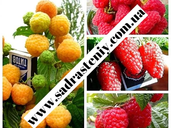 Широкий ассортимент саженцев плодовых деревьев - фото № 8