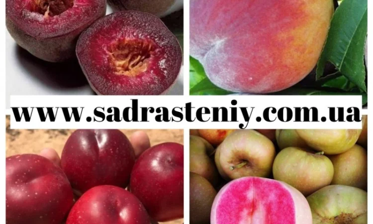 Большой ассортимент саженцев плодовых деревьев, кустарников роз в питомнике "Сад растений" - фото № 8