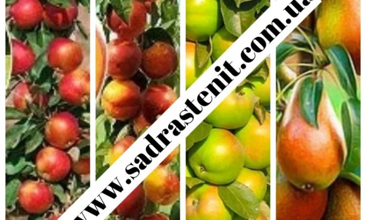 Саженцы старых и новых сортов в питомнике 'САД РАСТЕНИЙ' - фото № 9