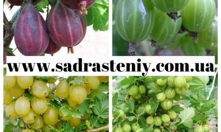 Саженцы старых и новых сортов в питомнике "САД РАСТЕНИЙ". Огромный ассортимент качества - фото № 9