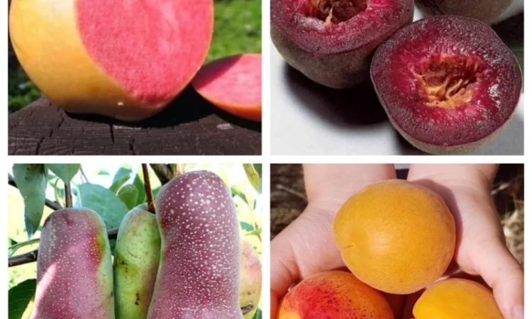 Саженцы старых и новых сортов в питомнике "САД РАСТЕНИЙ". Огромный ассортимент качества - фото № 1