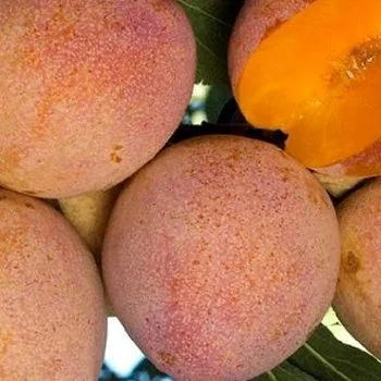 Саженцы старых и новых сортов в питомнике "САД РАСТЕНИЙ". Огромный ассортимент качества - фото № 5