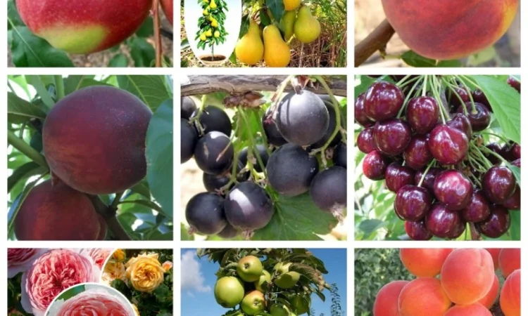 Продажа плодовых деревьев и кустарников элитных сортов в питомнике "Сад растений" - фото № 1