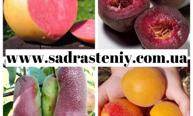 Продажа плодовых деревьев и кустарников элитных сортов в питомнике "Сад растений" - фото № 3