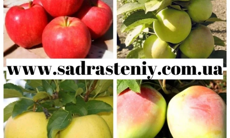 Продажа плодовых деревьев и кустарников элитных сортов в питомнике "Сад растений" - фото № 7