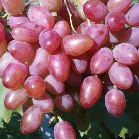 Продажа плодовых деревьев и кустарников элитных сортов в питомнике "Сад растений" - фото № 4