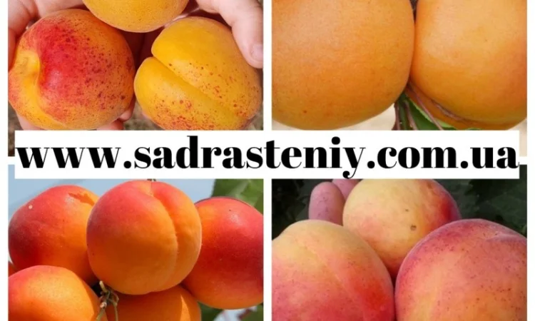 Саженцы абрикоса, персика, груши, сливы, алычи, малины, голубики, клубники и многое другое - фото № 2