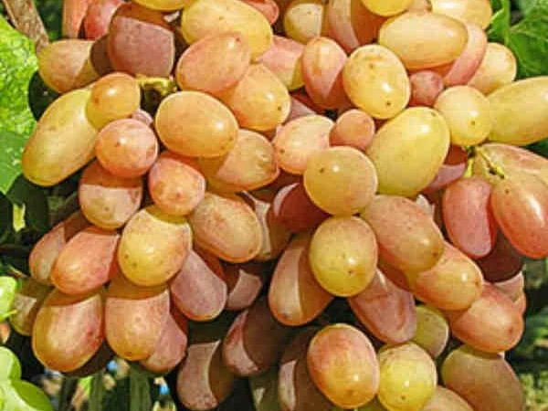 Саженцы абрикоса, персика, груши, сливы, алычи, малины, голубики, клубники и многое другое - фото № 5