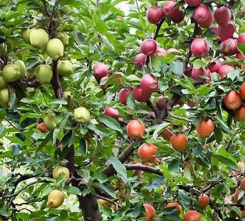 Саженцы абрикоса, персика, груши, сливы, алычи, малины, голубики, клубники и многое другое - фото № 4