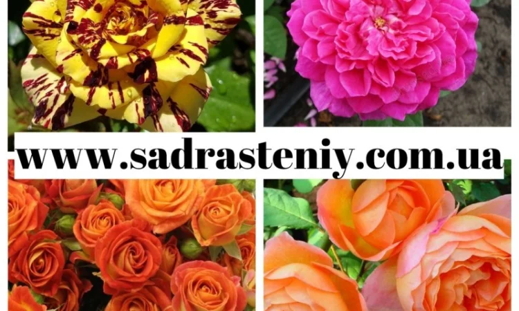 Саженцы новых сортов на низкорослых подвоях оптом и в розницу - фото № 9