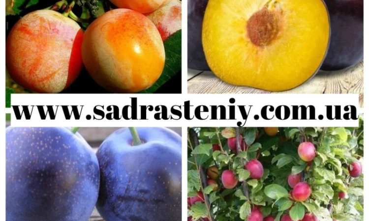 Саженцы новых сортов на низкорослых подвоях оптом и в розницу - фото № 9