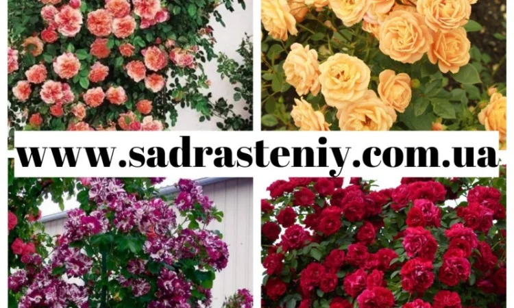 Саженцы новых сортов на низкорослых подвоях оптом и в розницу - фото № 10