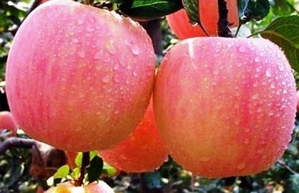 Саженцы новых сортов на низкорослых подвоях оптом и в розницу - фото № 4