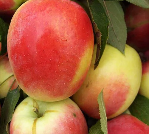 Питомник реализует саженцы на ОСЕНЬ 2024 оптом и в розницу на сайте "Сад растений" - фото № 11