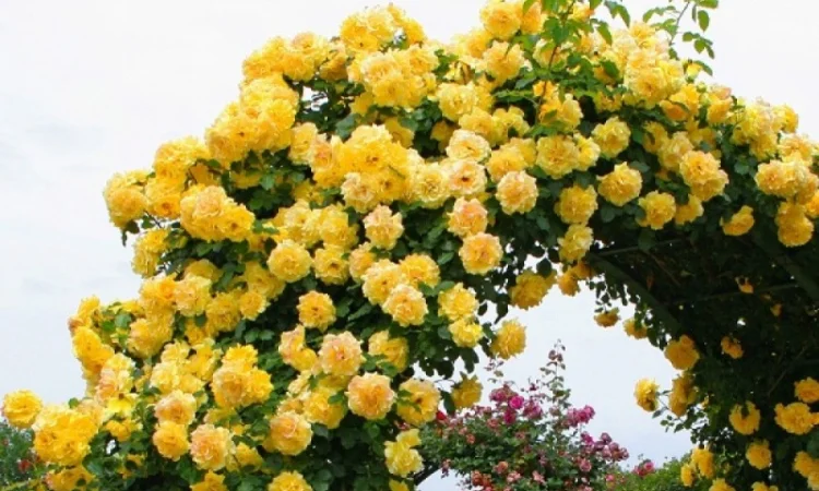 Питомник предлагает саженцы на весну 2026 оптом и в розницу - фото № 4