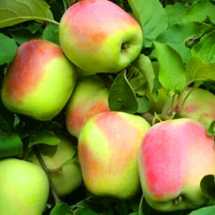 Питомник реализует саженцы на ОСЕНЬ 2024 оптом и в розницу на сайте "Сад растений" - фото № 6