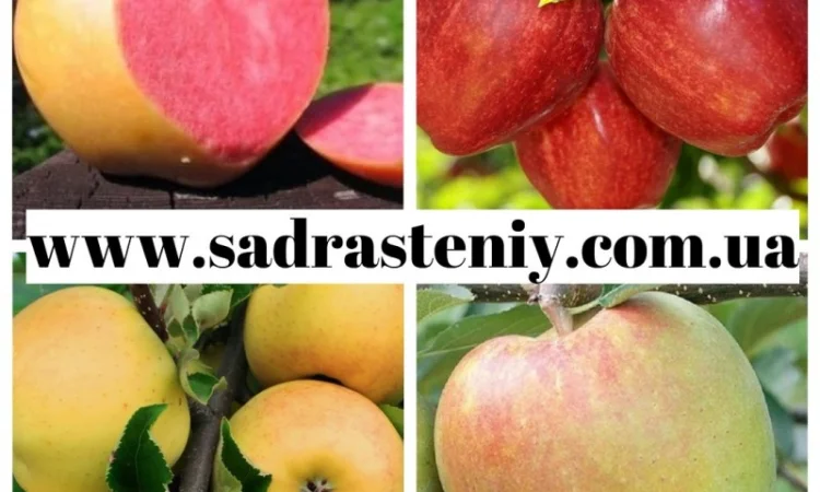 Питомник реализует саженцы на ОСЕНЬ 2024 оптом и в розницу на сайте "Сад растений" - фото № 3