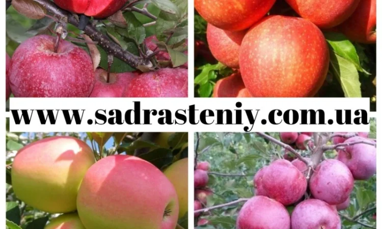 Саженцы крупноплодных сортов персика, абрикоса, черешни и многое другое - фото № 9