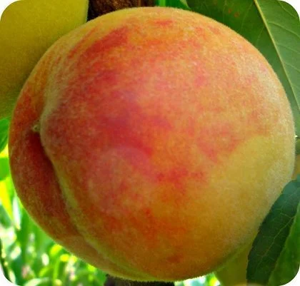 Саженцы крупноплодных сортов персика, абрикоса, черешни и многое другое - фото № 10