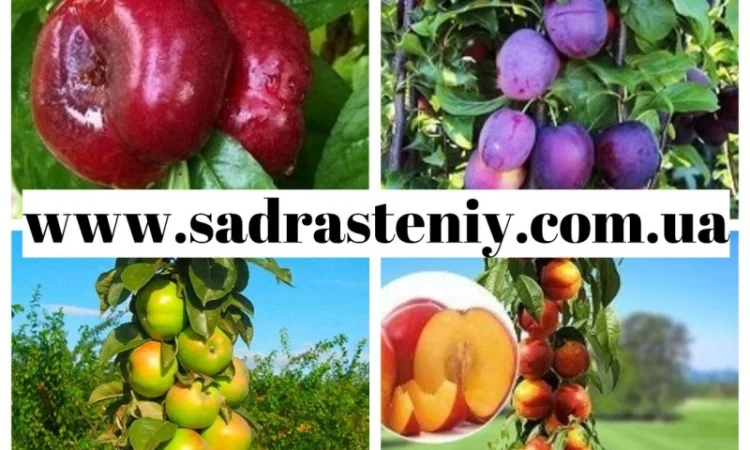 Саженцы крупноплодных сортов персика, абрикоса, черешни и многое другое - фото № 2