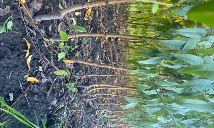 Продам саджанці персика та абрикосу - фото № 2