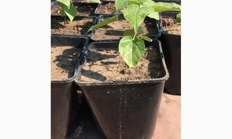 Катальпа Великолепная с ЗКС - фото № 1