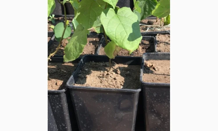 Катальпа Великолепная с ЗКС - фото № 2