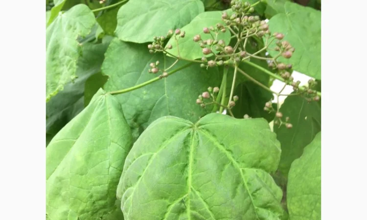 Катальпа Великолепная с ЗКС - фото № 3