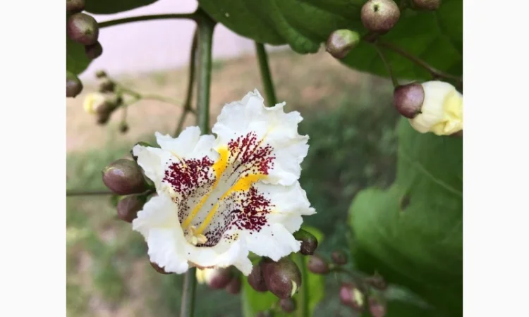 Катальпа Великолепная с ЗКС - фото № 4