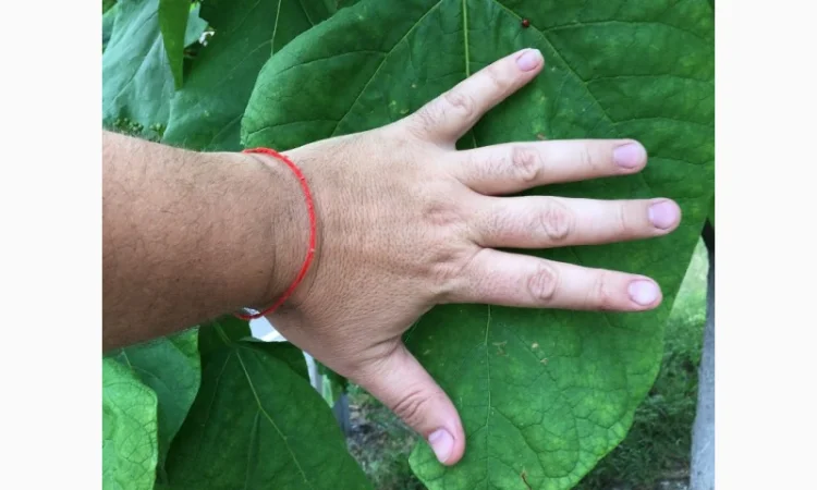 Катальпа Великолепная с ЗКС - фото № 5