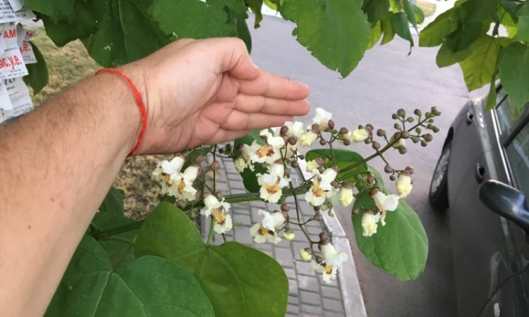 Катальпа Великолепная с ЗКС - фото № 6