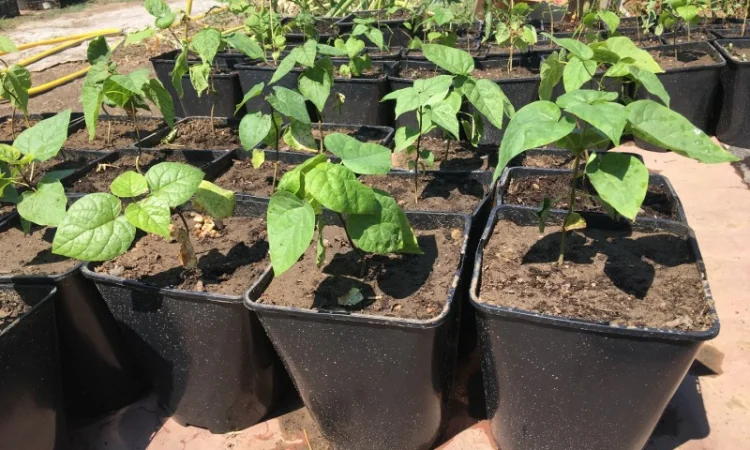 Катальпа Великолепная с ЗКС - фото № 7