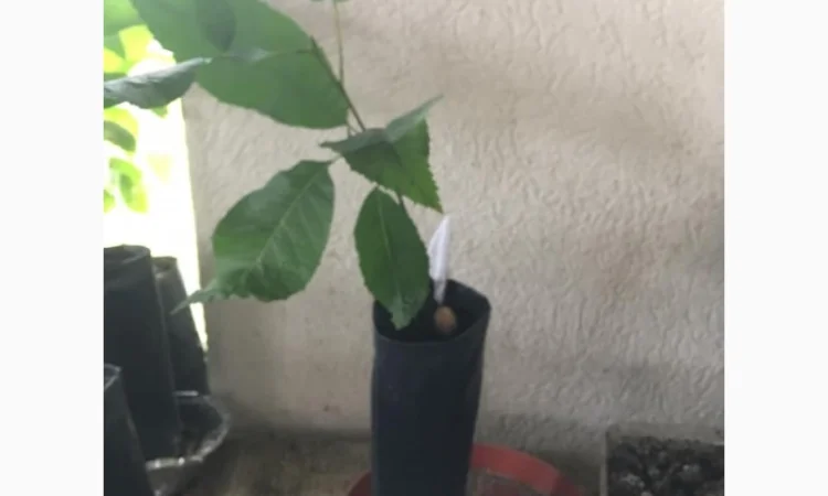 Орех Пекан - фото № 1