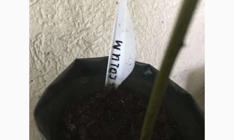 Орех Пекан - фото № 10