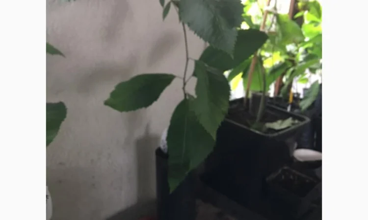 Орех Пекан - фото № 11