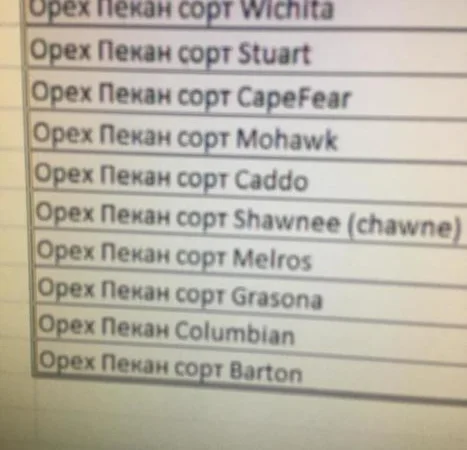 Орех Пекан - фото № 12