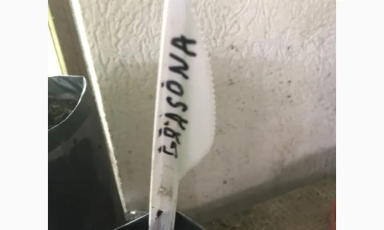 Орех Пекан - фото № 2