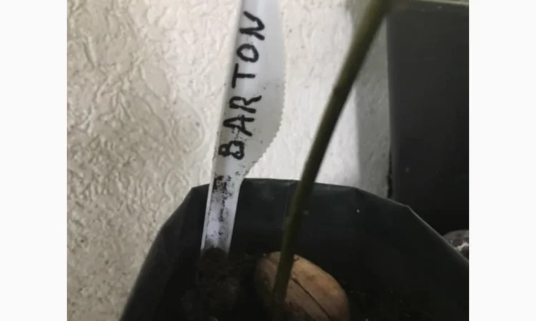 Орех Пекан - фото № 3