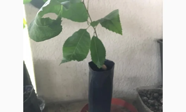 Орех Пекан - фото № 4