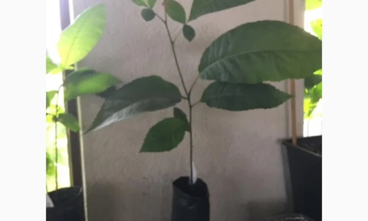 Орех Пекан - фото № 5