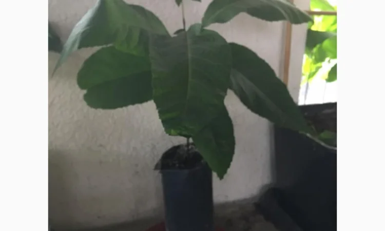 Орех Пекан - фото № 6