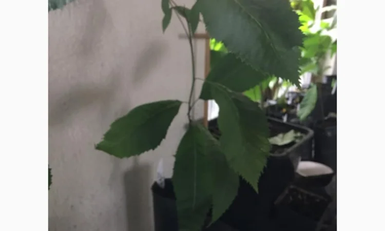 Орех Пекан - фото № 7